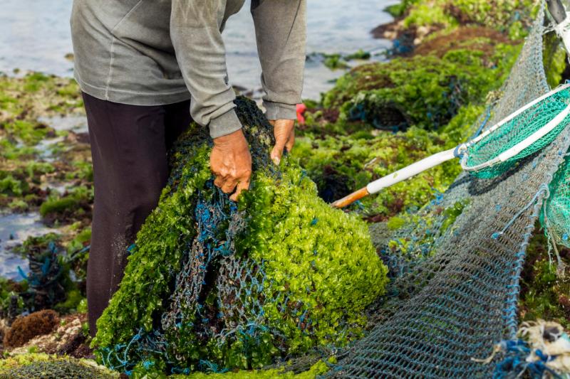 Algues vertes en Bretagne : 4 points pour comprendre le problème
