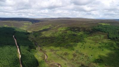 Kielderhead Wildwood