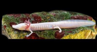 Texas blind salamander (Eurycea rathbuni) 