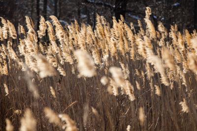 Invasive Species of the Chesapeake Bay