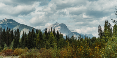 Defend Alberta Forests