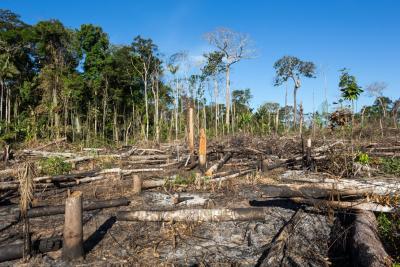 Deforestation in South America