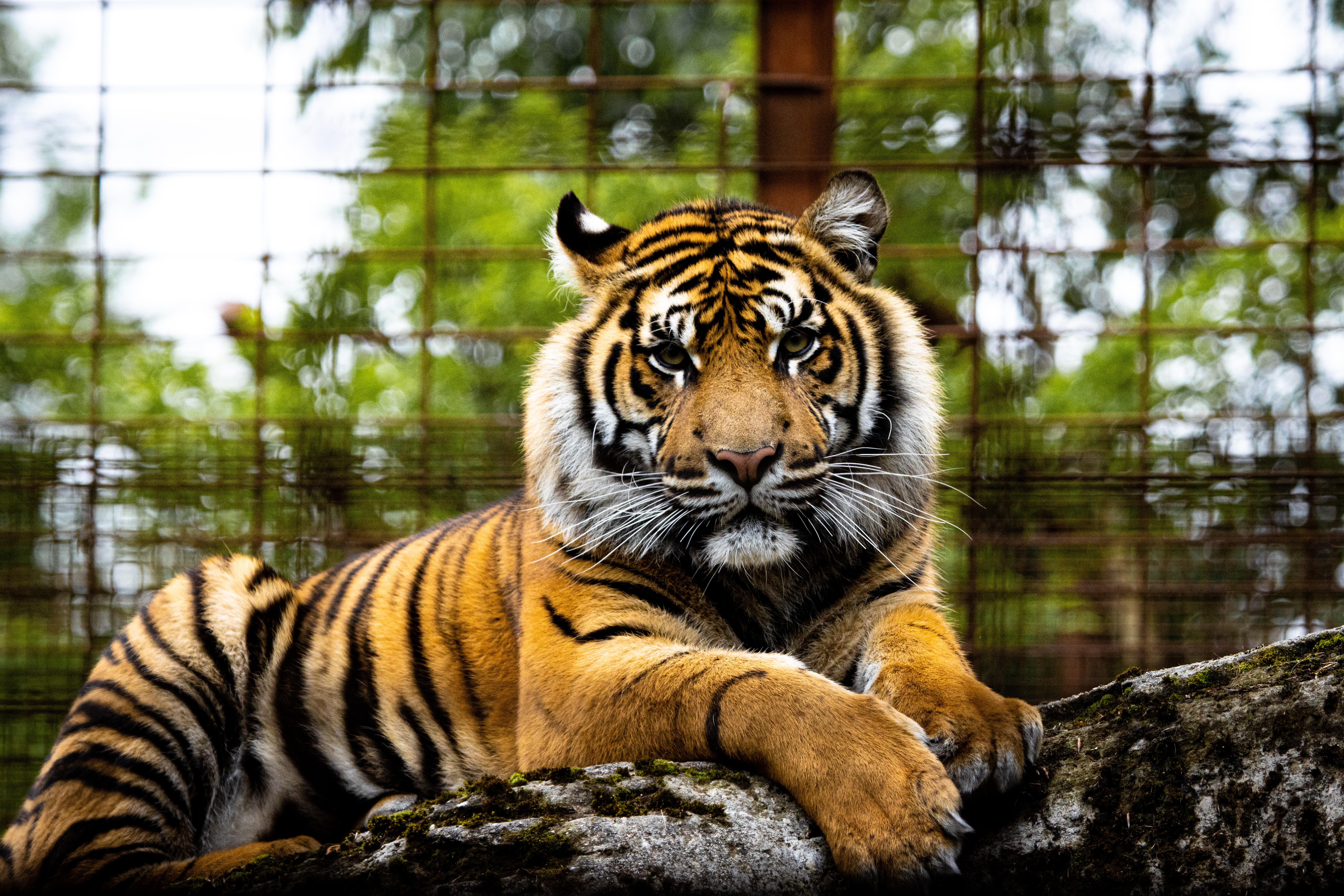 X 上的🇻🇳 Gao King 🦁🦅🦈🐃🐅🐘：「The titan safari zoo park before us  mythology animals in the zoo such as #MokeleMbembe #Bunyip #Quetzalcoatl  #Sekhmet And #Tiamat  / X