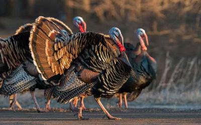 Wild Turkey in the United States