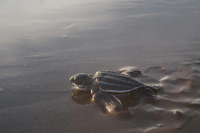 20 Years of Community-Driven Sea Turtle Conservation