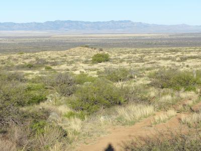 Multi-Species Grassland Restoration in the Bonita Area of Southeastern ...