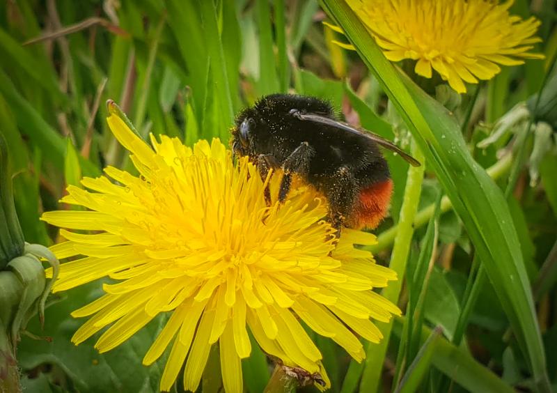 Flourish at Ford Way on X: @beekeepingkids @prep_oratory @asda We saw  these Bumble Bee Gnomes in Asda Today as well 👍🐝😄   / X