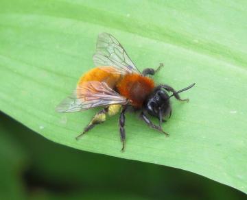 Flourish at Ford Way on X: @beekeepingkids @prep_oratory @asda We saw  these Bumble Bee Gnomes in Asda Today as well 👍🐝😄   / X