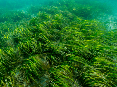 Seagrass Modeling in Coastal Maine