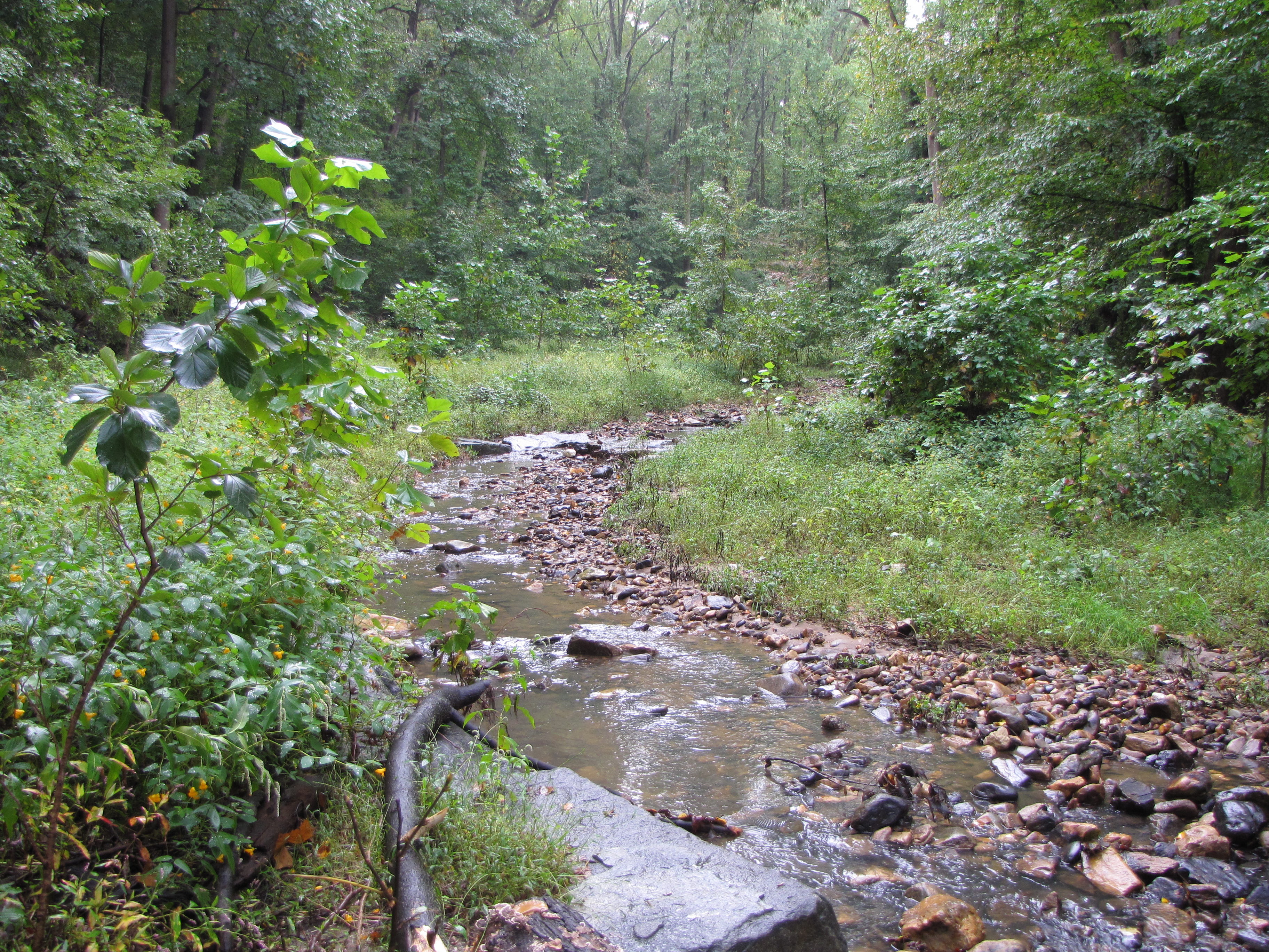 Donaldson Run Stream Restoration: Tributary A