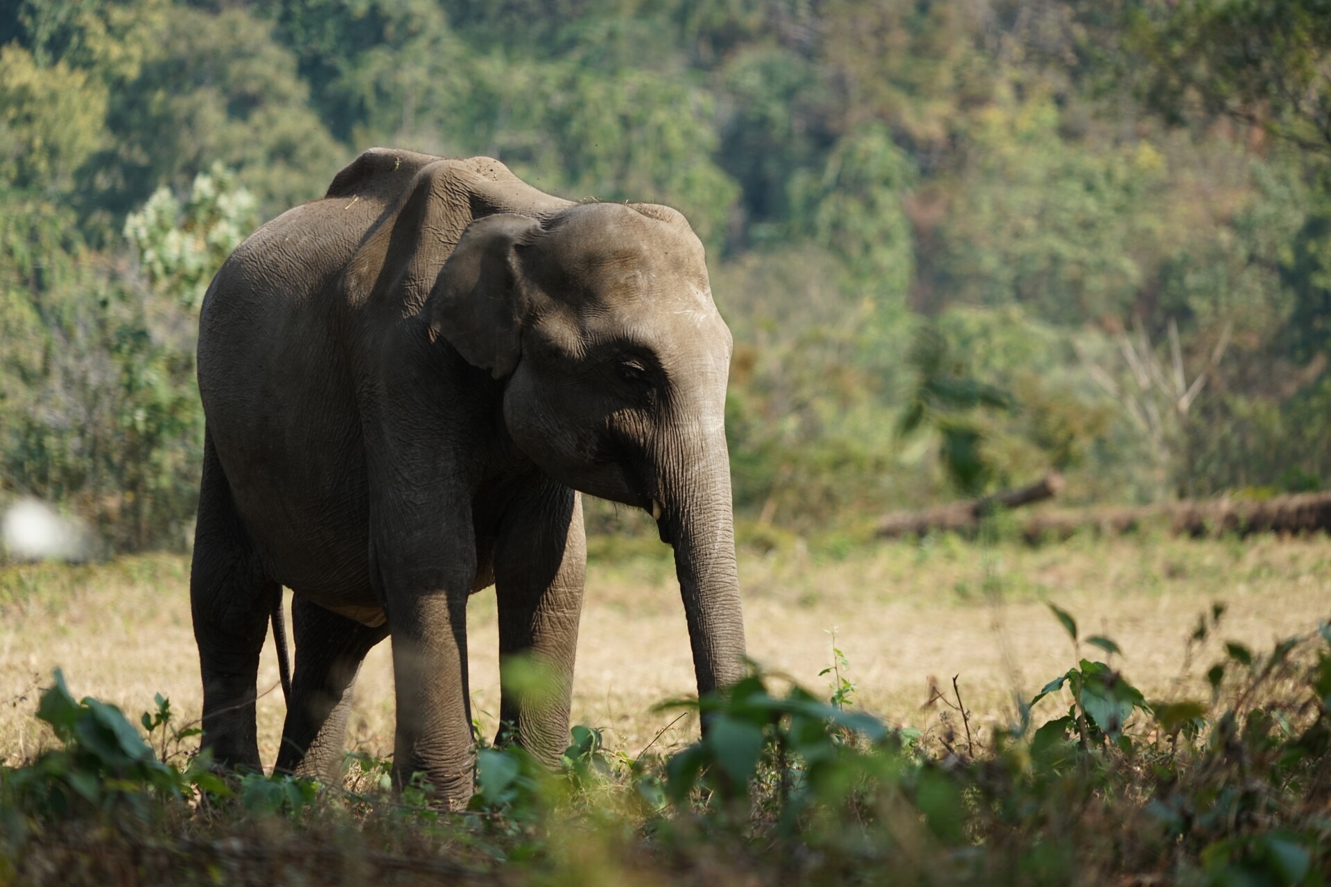 Conservation of Asian Elephants in Southern Bhutan