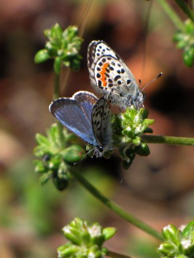 How to see blue butterflies in Palos Verdes, El Segundo - Los