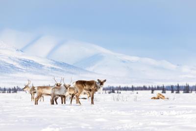 Caribou and Communities in a Changing Climate