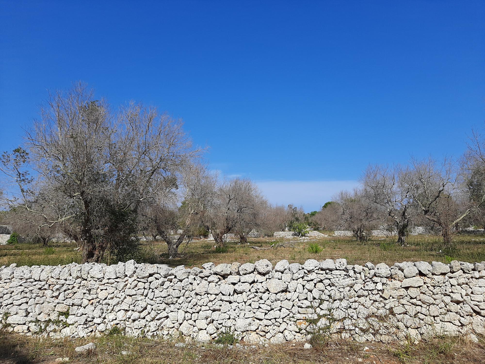 Xylella fastidiosa