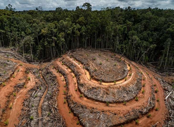 DEFORESTASI DI PAPUA