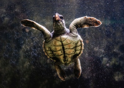 Loggerhead Sea Turtle: A Threatened Species in South Florida