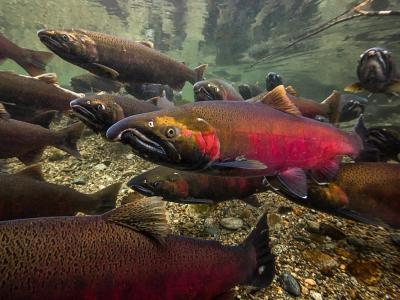 Skagit Watershed Fish Distribution and Barriers