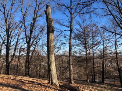 A Nature Art Journal: Tree snag