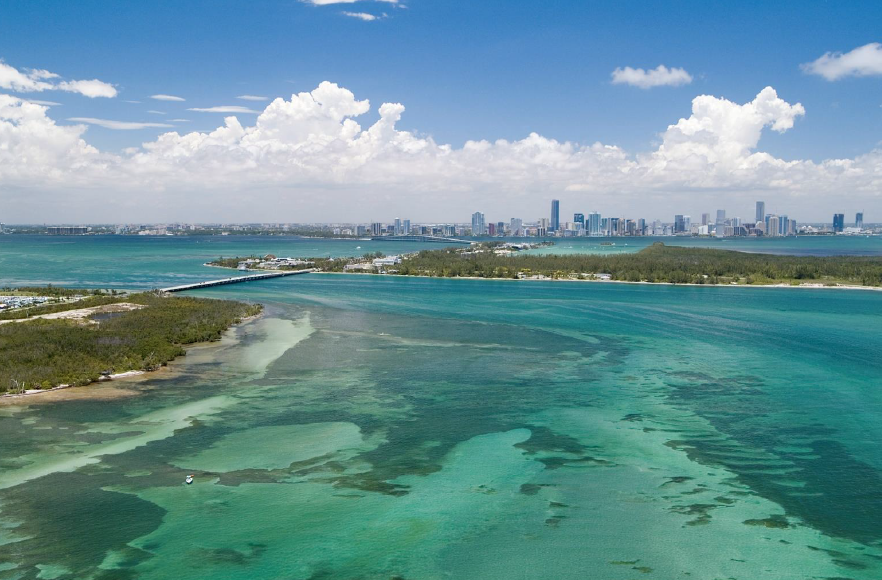 The Lungs that Breathe Life into Biscayne Bay, Florida