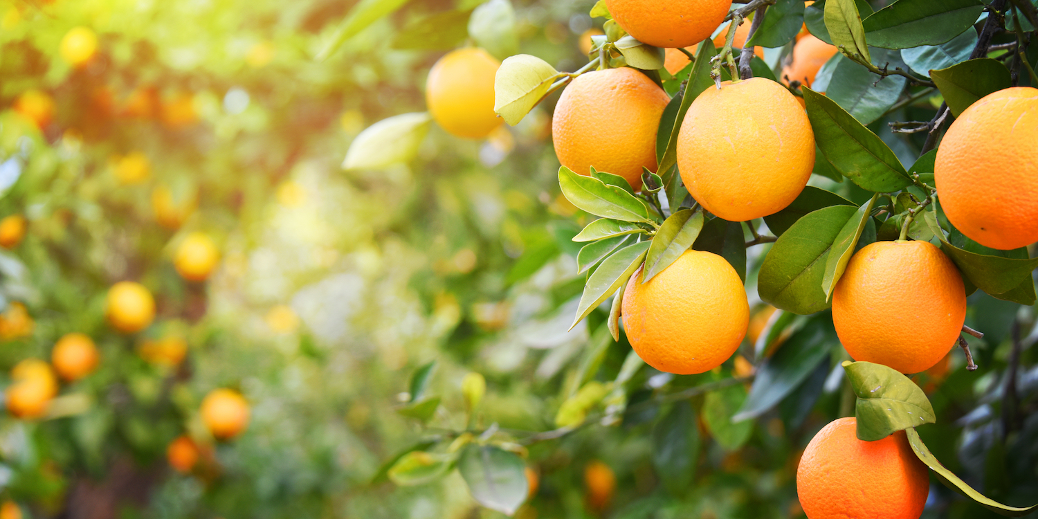 The Origin of Oranges