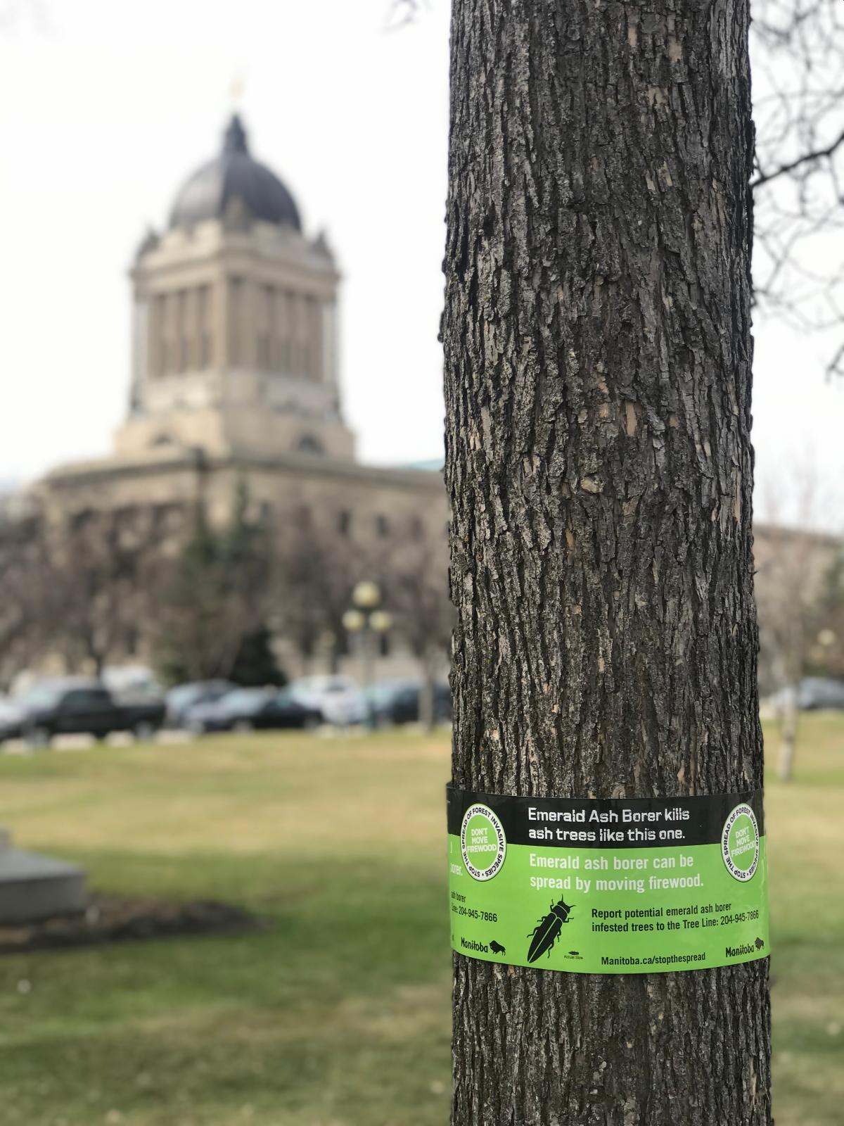 Manitoba's Five Year Report on the Status of Forestry