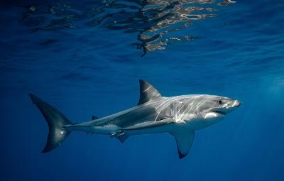 White Shark Migration to the Florida Coast