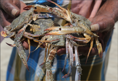 Secure Livelihoods Research Consortium  'Outside the net': women's  participation in fishing activities in Trincomalee district of Sri Lanka