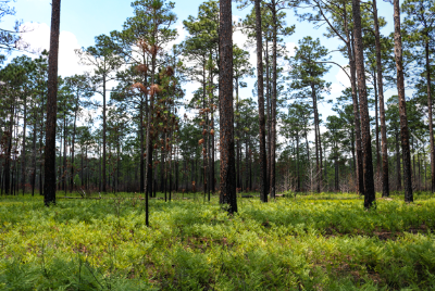 Bladen Lakes State Forest