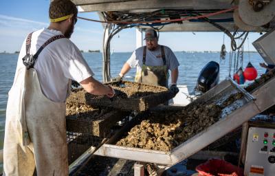 A) Floating oyster bags anchored to the bottom of the farm lease