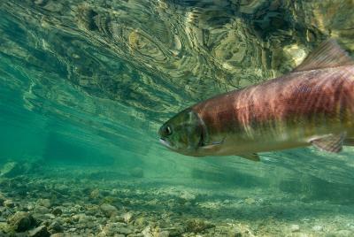 The Threat That Hydropower Poses to PNW Salmonids