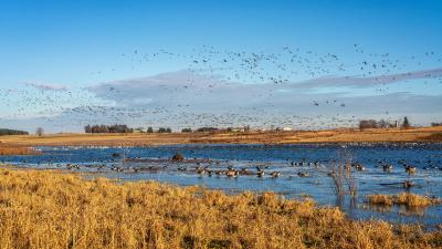 Goose Pond Sanctuary