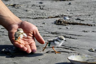 Plight of the Piping Plover