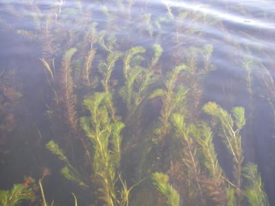 Treating Eurasian Watermilfoil