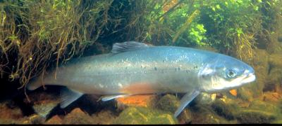 Atlantic Salmon: An endangered species in southern Maine