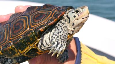 Diamondback Terrapin Bycatch in Crab Traps