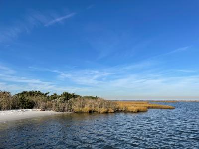 Health of Saltmarshes Located in Barnegat Bay, NJ