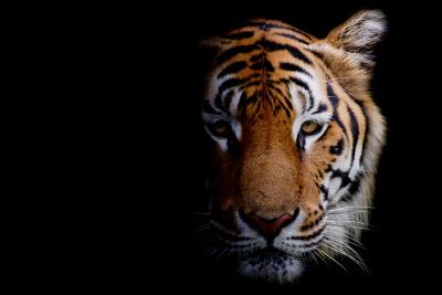 Royal Bengal Tiger - Vanishing Treasures