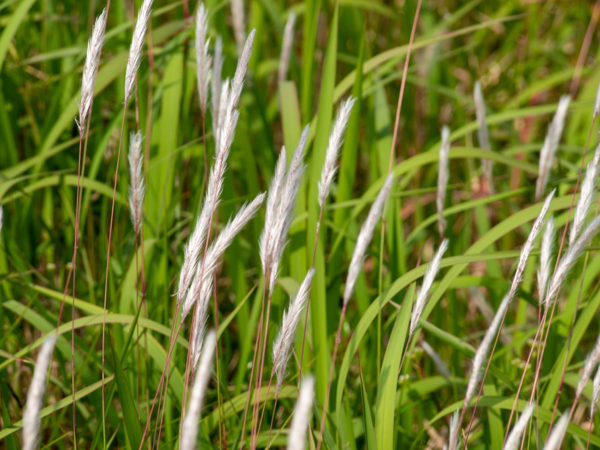 Invasive Species Factsheet Cogon Grass