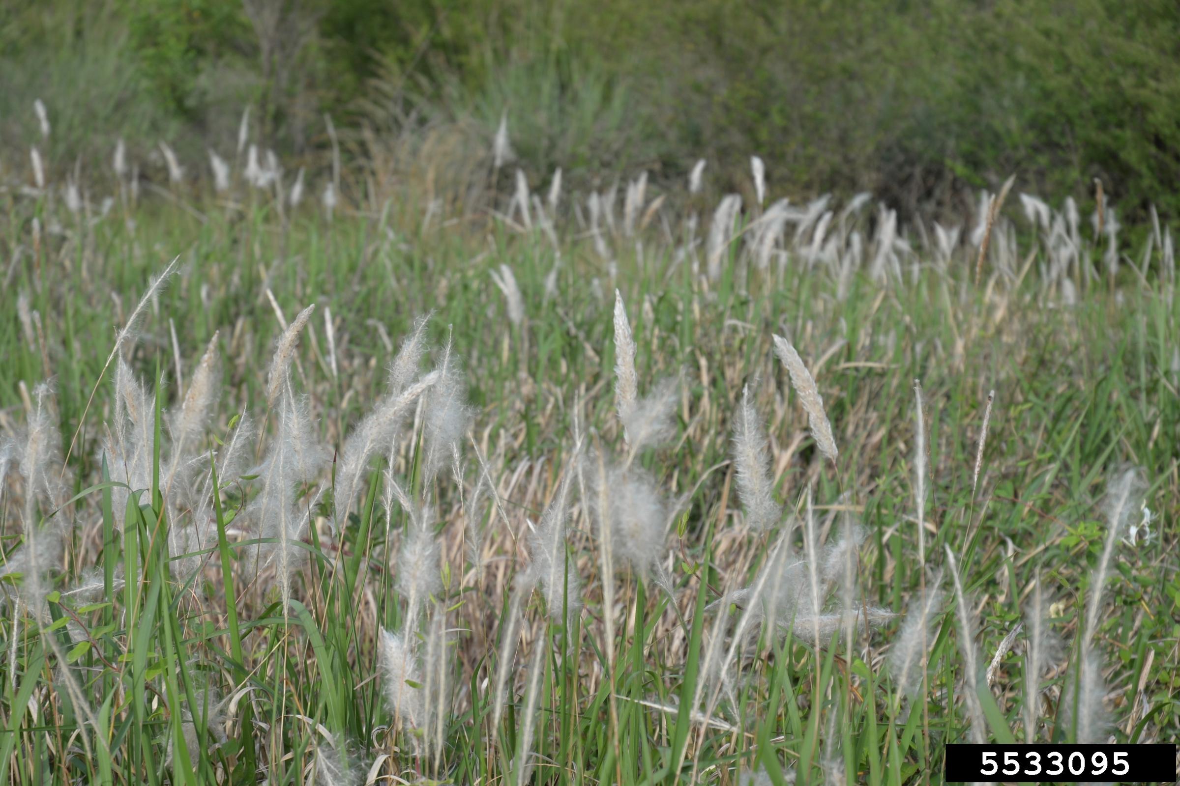 Invasive Species Factsheet Cogon Grass