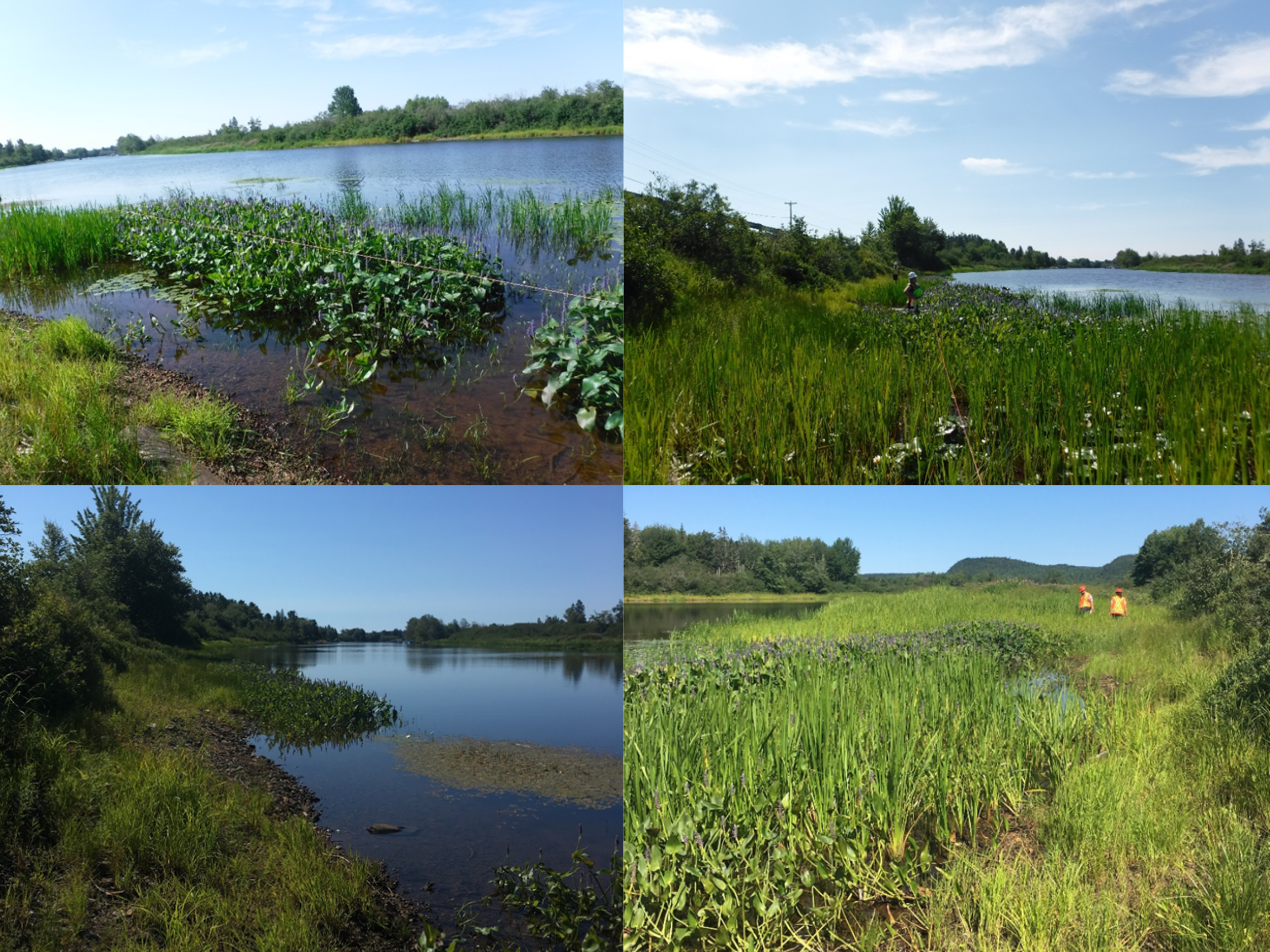 New Brunswick Aquatic Species-at-Risk Research Program