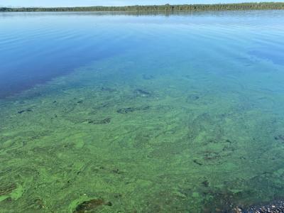 Algal Blooms in Maine Lakes