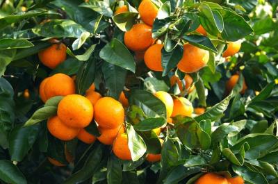 Jeju Tangerines