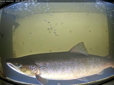 Whiteadder fish counter, Some recent video clips from our fish counter on  the Whiteadder, which was purchased by Ahlstrom-Munksjö. The crystal clear  waters and updated counter