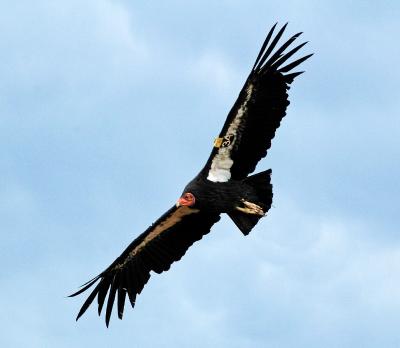 California Condor: An endangered species in California