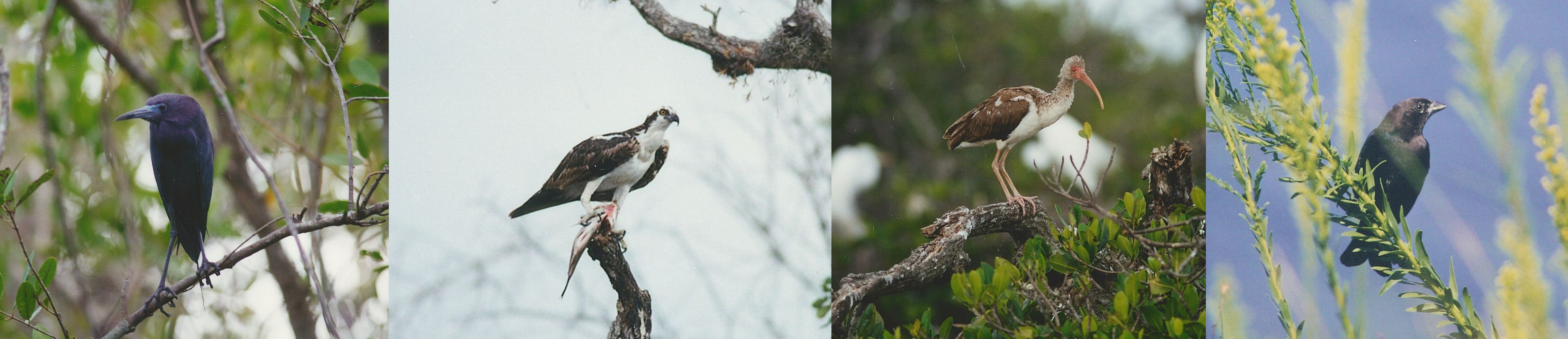 Florida Ornithological Society