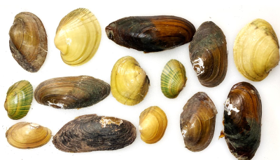 Nine Surprising Words that Describe Freshwater Mussels