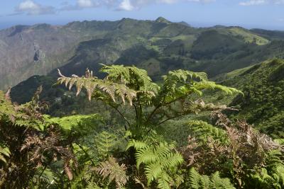 The St Helena Cloud Forest Project​