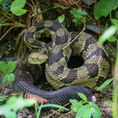 Protected Snakes In North Carolina