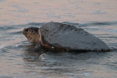 A Sea Turtle Conservation Story