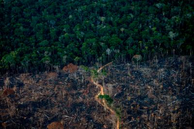 Deforestation and Forest Loss - Our World in Data